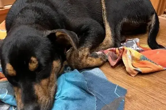 Найдена собака, Московское шоссе, Тверь