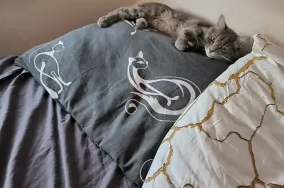 Пропала кошка, ул. Тольятти, 7, Екатеринбург