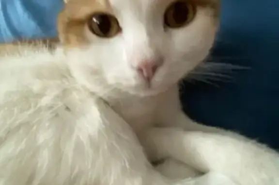 Пропала кошка, ул. Леваневского, 2, Ижевск
