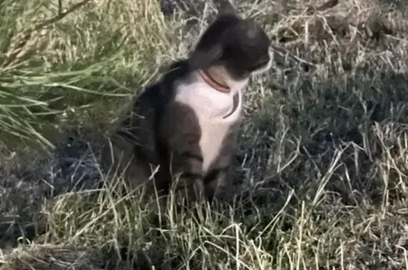 Кошка найдена в парке на Умаханова, 13А