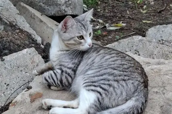 Найдена кошка, Кострома, фото: Кошка найдена: Кинешемское шоссе, 28