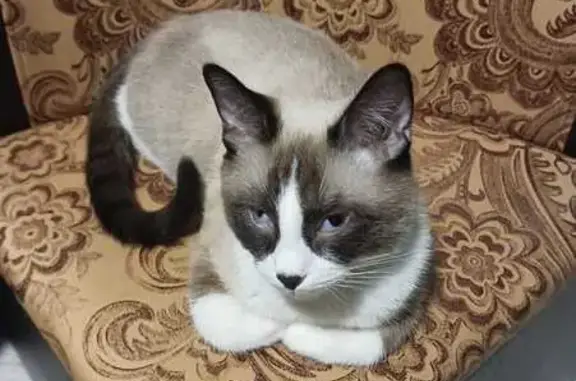 Пропала кошка, Пограничная ул., Грибки