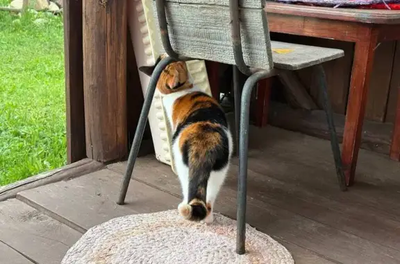 Кошки потеряшки, Тверь, фото: Потеряшка кошка, Советская ул. 31, Тверь