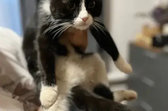 Кошка найдена: ул. Домостроителей, 32