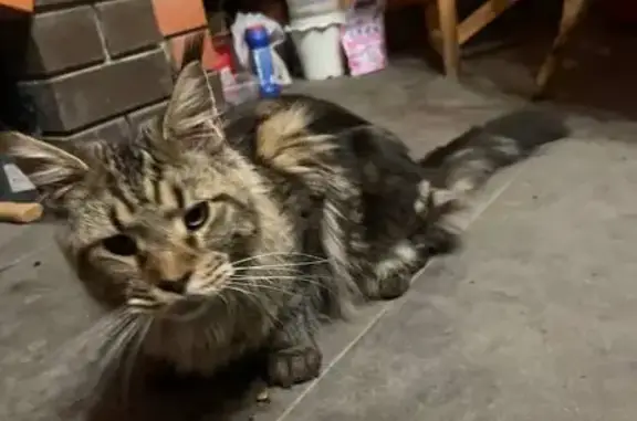 Мейкун найден: ул. Скоморохова, 12, Саратов