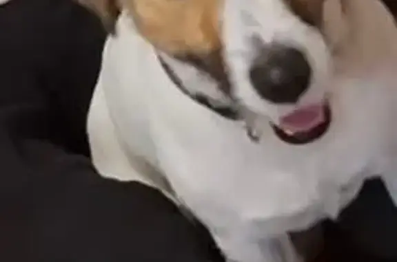 Собаки потеряшки, , фото: Потеряшка собака, ул. Чкалова, 3, Рыльск