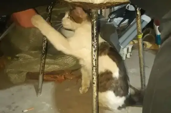 Найдена кошка, Альметьевск, фото: Кошка найдена: ул. Ленина, 39, Альметьевск