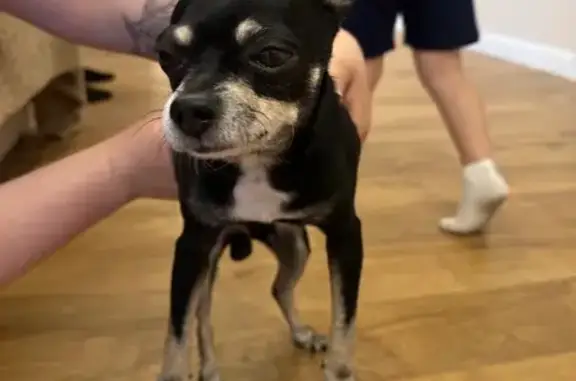 Собака найдена: Обухово, Высоковольтная 3