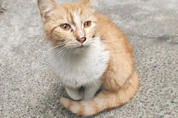 Найденные животные Санкт-Петербург, фото: Кошка найдена у Верности 10 к4, СПб