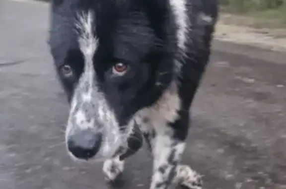 Найдена собака, Тамбовская область