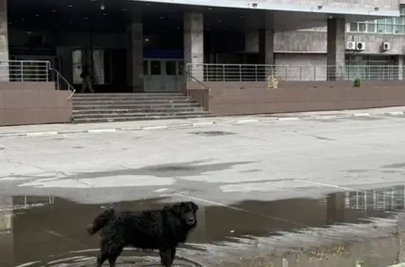 Найдена собака, Москва, фото: Собака найдена: пр. Академика Сахарова, 9