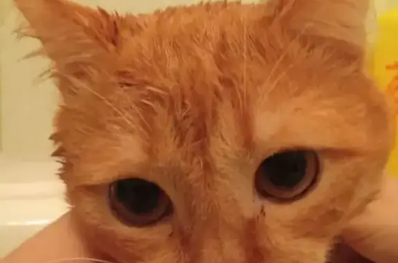 Пропала кошка, Луганская ул., 2Б, Копейск