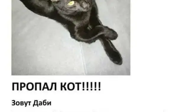 Пропала черная кошка, Ивантеевка, Фабричный 3А