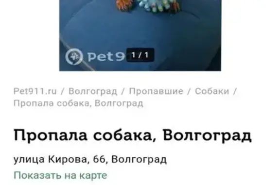 Пропала рыжая такса, ул. Аллея Героев, Волгоград