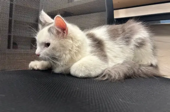 Кошка найдена: ул. Мусина, Казань