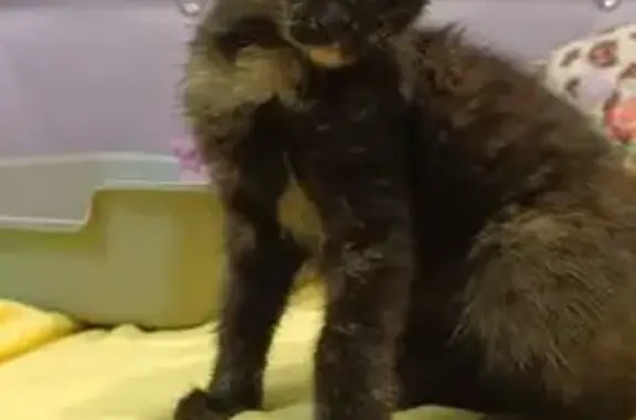 Кошка найдена: Пензенская ул., 7, Пенза