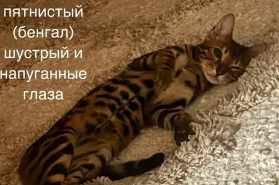 Потерянные животные Владимир, фото: Пропала собака, Ново-Ямской пер., 2, Владимир