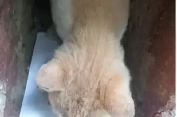 Найдена кошка, Москва, фото: Кошка найдена: 1-я Владимирская 18 к1