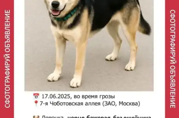 Пропала собака, 7-я Чоботовская аллея