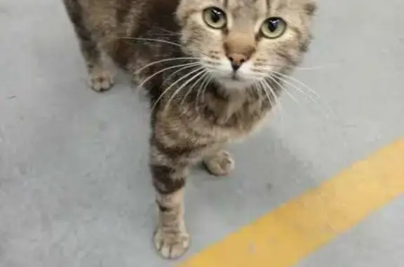 Кошка найдена: Судостроительная 75, Калининград