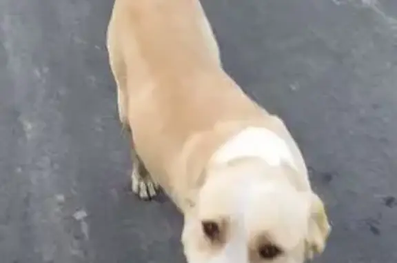 Найдена собака, Ульяновка, фото: Алабай найдена: 3-й Володарский пр., Ульяновка