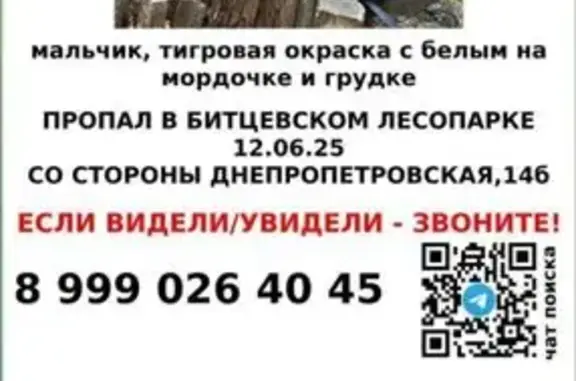 Пропала кошка, Битцевская аллея, Москва