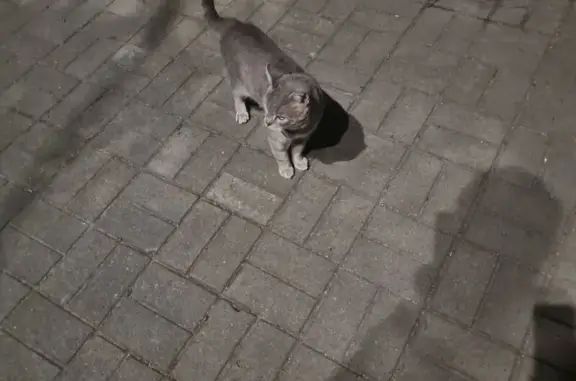 Кошка найдена: Космическая ул. 20, Калининград