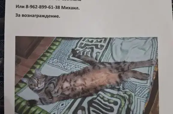 Пропала кошка, 13 Светлый