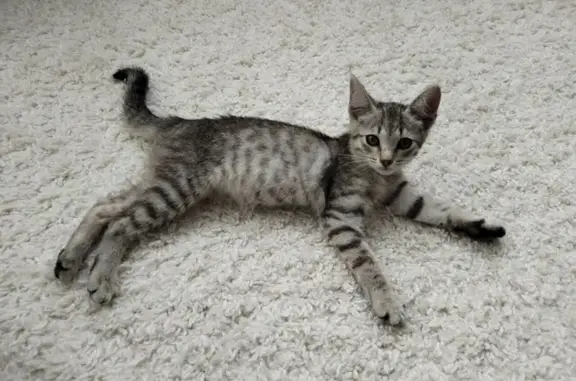 Найдена кошка, Уфа, фото: Котёнок найден на Бульваре Яркий, 8