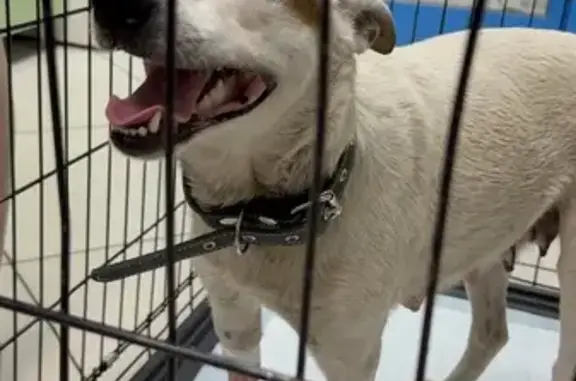 Найдена собака, ул. Молодёжная 3, Кемерово