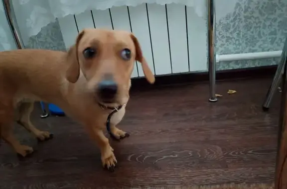 Собака найдена: Кемерово, Кемеровская обл.