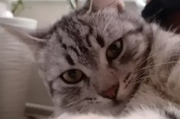 Кошки потеряшки, Почеп, фото: Потеряшка кошка, ул. Калинина, Почеп