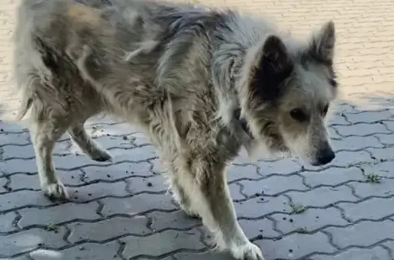 Найдена собака, Батайск, фото: Собака найдена на Ленина, 2А, Батайск