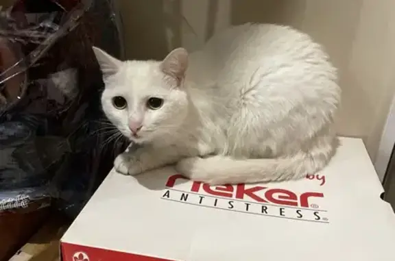 Кошка найдена на Лобкова, Омск