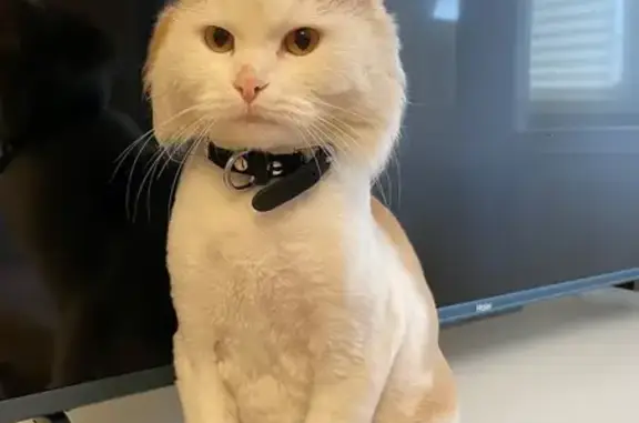 Найдена кошка, Москва, фото: Кошка найдена: ул. Покровка, 9 с1, Москва