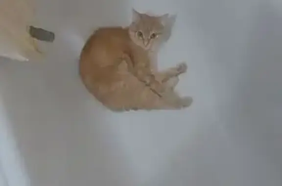 Потерянные животные Оренбург, фото: Пропала бело-рыжая кошка, ул. Рокоссовского