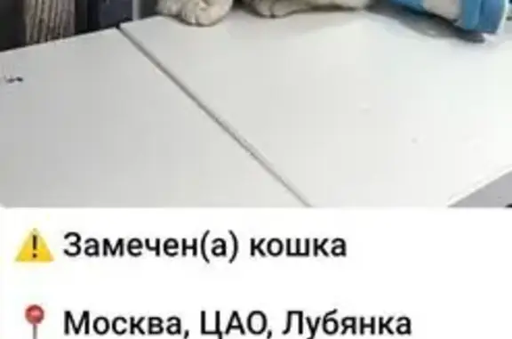 Найдена кошка, Москва, фото: Трёхцветная кошка найдена, Никольская ул.