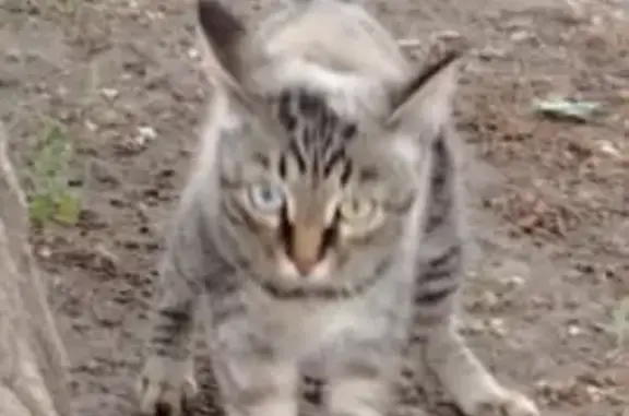 Найдена кошка, Саранск, фото: Кошка найдена, ул. Володарского 2, Саранск