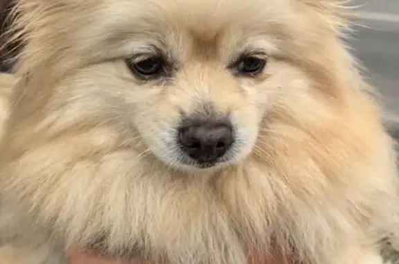 Найдена собака, Губкин, фото: Собака найдена: Белгородская ул, 262, Губкин