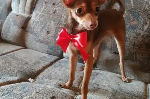 Собаки потеряшки, Бирск, фото: Потеряшка собака, ул. Пушкина 20, Бирск