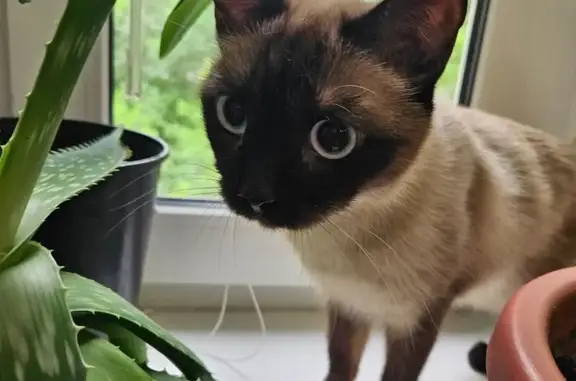 Кошка найдена: Сквер Депутатов, Тюмень