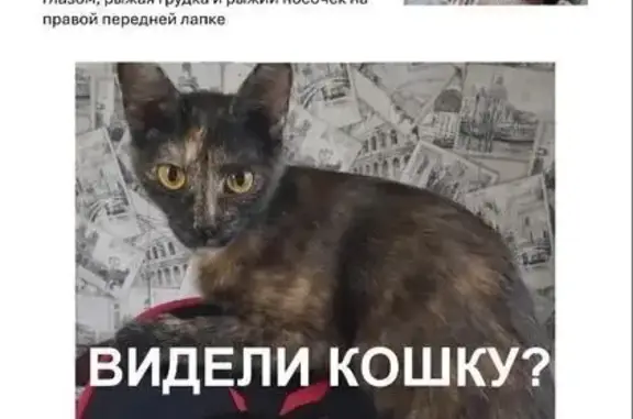 Пропала кошка на ул. Гуртьева, 8А, Омск