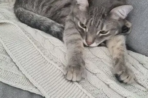 Пропала кошка, ул. Молодова, 20, Омск