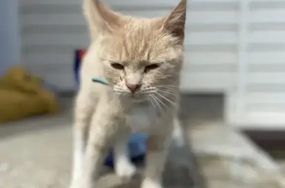 Кошка найдена: Успенское, бульвар 60 лет СССР