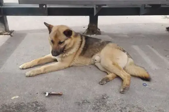 Овчарка найдена, ул. Бабушкина, Ногинск