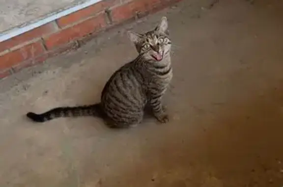 Кошка найдена на Афанасьева, 1/3, Иркутск
