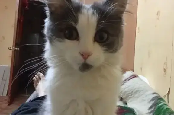 Пропала кошка, Колобовское, Иваново