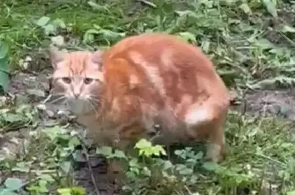 Рыжий кот найден на Софьи Ковалевской, 12