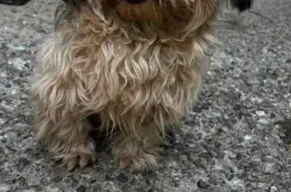 Найдена собака, ул. Космонавтов, Казань