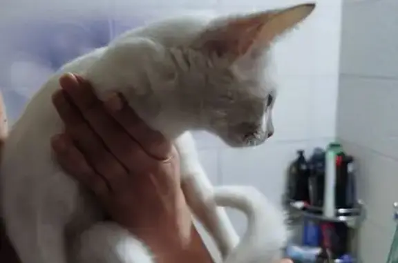 Белая кошка найдена, б-р Победы 3, Воронеж